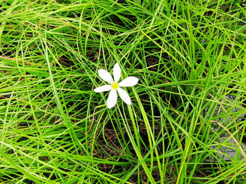 weiße Amaryllis - Zephyranthes candida